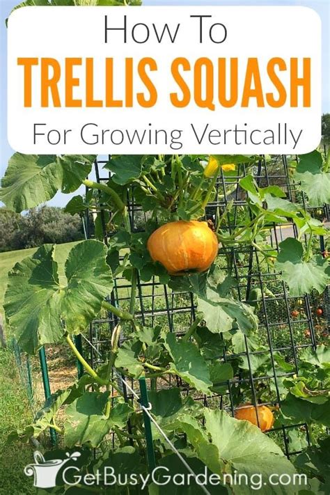 How To Grow Squash Vertically Ultimate Squash Trellising Guide
