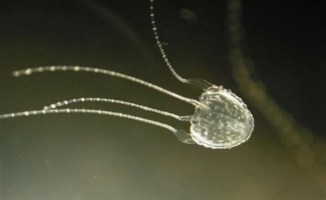 Irukandji Syndrome Warning After Ningaloo Jellyfish Sighting The West