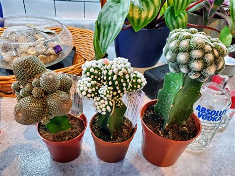 Anyone Have Ids For These Moon Cacti Ive Never Seen Ones Like These