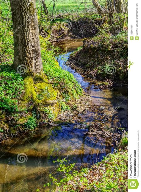 Small Stream At The Edge Of The Forest Stock Photo Image Of Scene