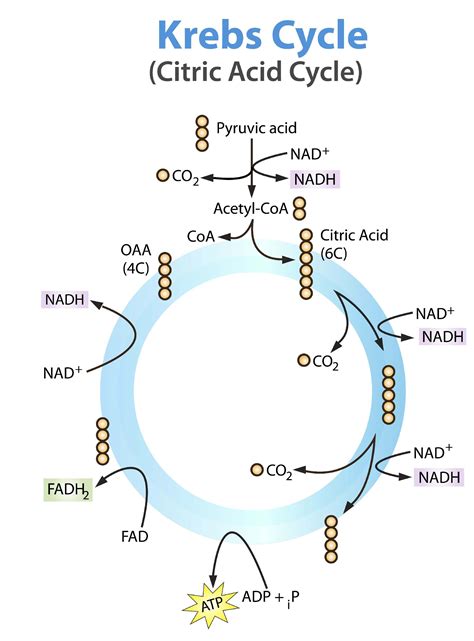 Definition Of The Krebs Cycle Definition Hjo
