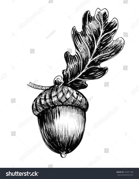 ink-drawing-acorn-oak-leaf-stock-realistic-flower-drawing,-flower-drawing,-acorn-drawing