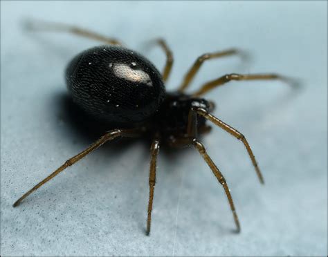 Small Black Spider