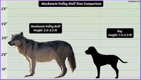 Mackenzie Valley Wolf Size How Big Are They Comparison