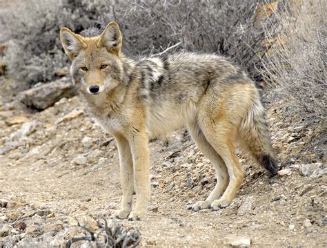 Coyote All Species Wiki Fandom