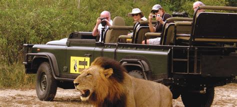 Safari Game Drive Ecotourism Kruger National Park