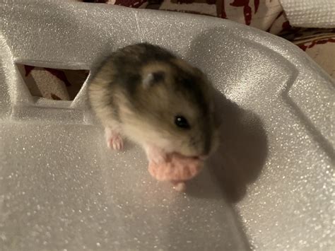 Winter White Russian Dwarf Hamster For Sale In Anderson