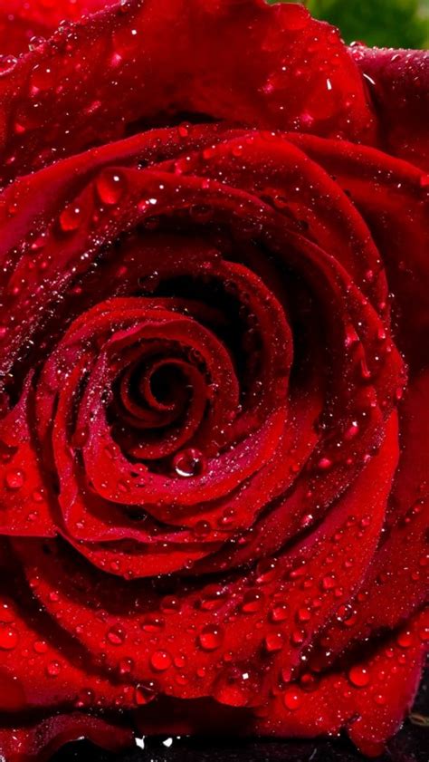 Water Red Rose Wallpaper Hd 2870200 Hd Wallpaper And Backgrounds