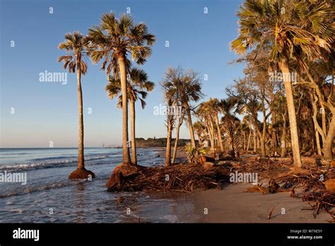 Palm Trees In The Atlantic Ocean Due To Coastal Erosion Hunting Island