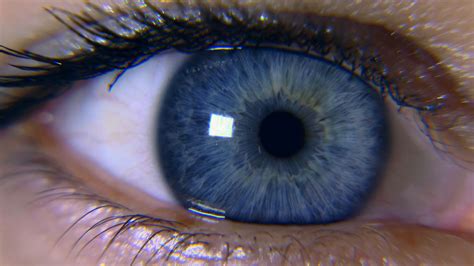 Iris In Human Eye Anatomy