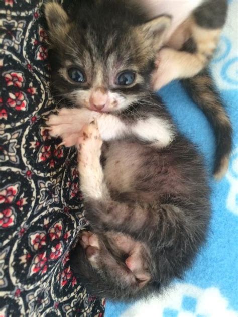 Tiniest Orphaned Kitten Found In Field Cries Out For Help Then And Now