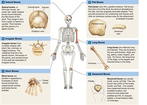 62 Bones Are Classified According To Shape And Structure And They