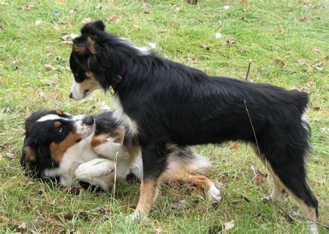 Debunking The Dominance Myth In Dogs Australian Dog Lover