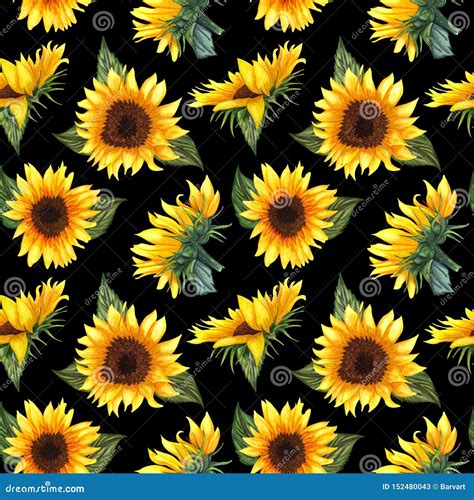 Seamless Pattern With Sunflowers On Black Background Stock Illustration