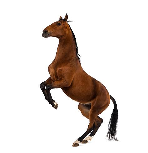 Horse On Hind Legs Stock Photos Pictures And Royalty Free Images Istock