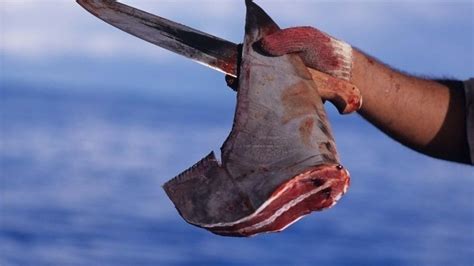 Petition · Ban Shark Fin Soup United Kingdom ·