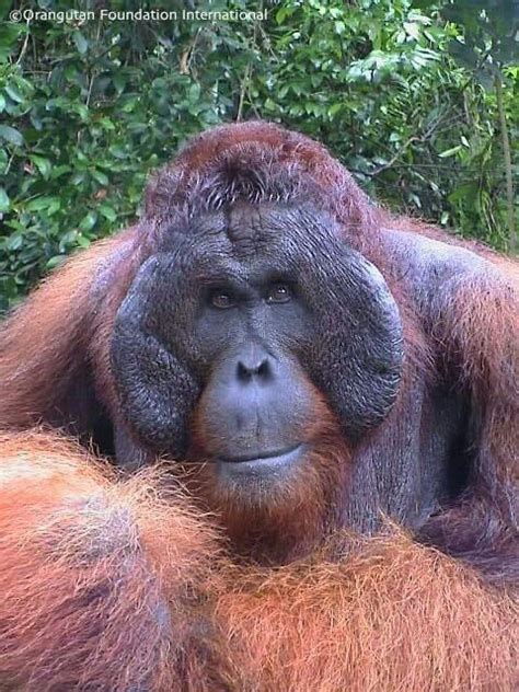Orangutan Orangutan Orangutang Primates