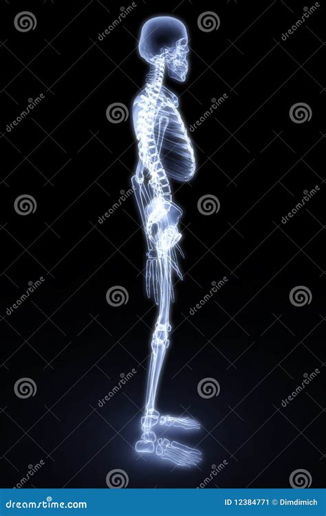 Skeleton Stock Illustration Illustration Of Science 12384771