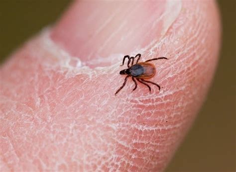 Newfoundland Nature Deer Ticks And Lyme Disease