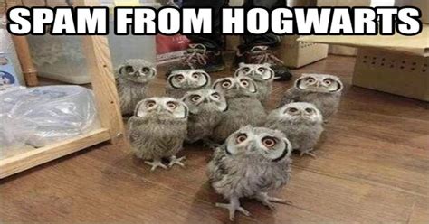 Good Owl Jokes Freeloljokes