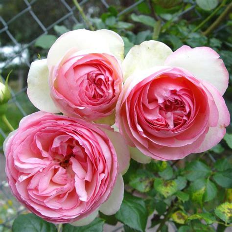 Pierre De Ronsard Eden Rose South Pacific Roses