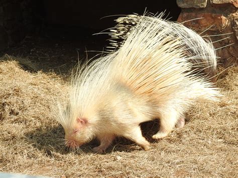 A Rare Albino Porcupine About One Of Every 10000 Of The S Flickr