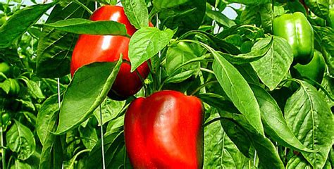 How To Grow Bell Pepper In A Container Growing And Care
