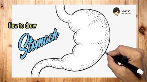 How To Draw A Stomach Youtube