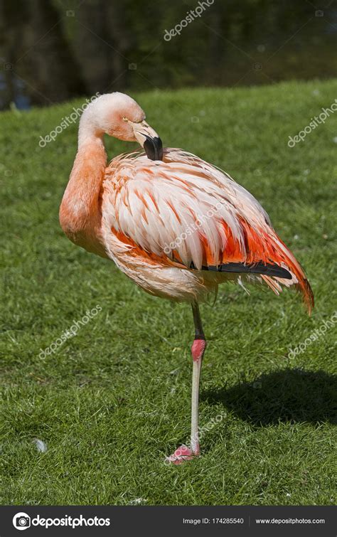 Picture A Flamingo Standing On One Leg Pink Flamingo Standing On One