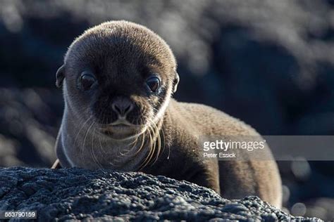 Baby Sea Lion Photos And Premium High Res Pictures Getty Images