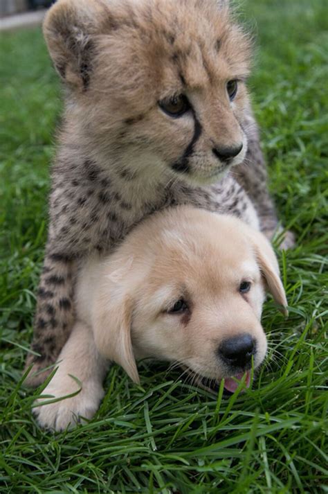 Baby Cheetah Are So Shy That Zoo Keepers Give Them Their Own Personal
