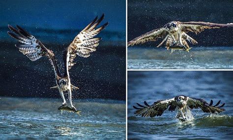 Breathtaking Images Of Osprey Swooping Down On Its Unsuspecting Prey