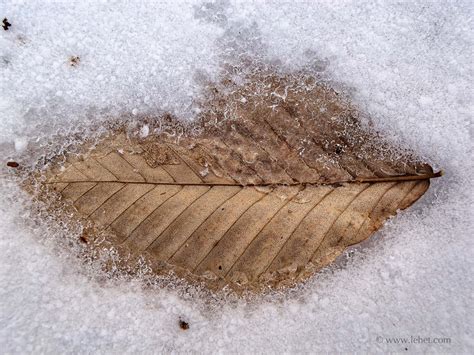 Beech Leaf In Snow 2012 John Lehet Photography