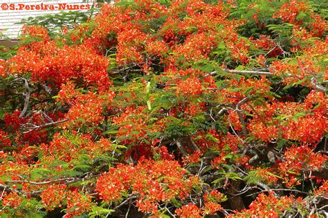 Maybe you would like to learn more about one of these? Delonix Regia, Flamboyant, Árbol-de-fuego, Cuba | Flower ...