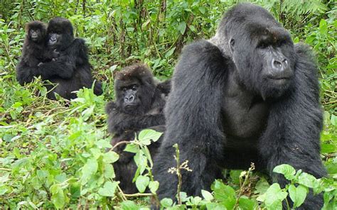 Gorilla Trekking Safari Bwindi Impenetrable National Park