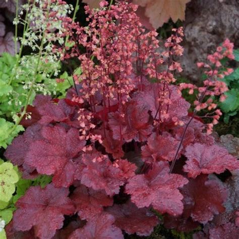 Chery's sales growth rate from. Heuchera 'Cherry Cola' - Purperklokje | De Tuinen van ...