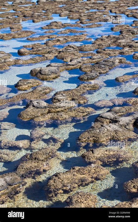Stromatolites Shark Bay Australia Stock Photo Alamy