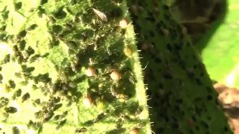 treating aphids on cucumbers with neem oil youtube