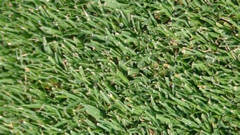 Bermuda Grass Features Planting And Care Bermuda Grass Bermuda Grass Seed Grass Seed