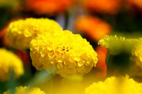 10 Free French Marigold And Marigold Images Pixabay