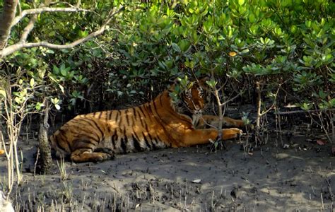Spotting A Tiger In The Sunderbans National Park West Bengal India