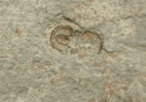 Bathyuriscus Trilobite Marjum Formation