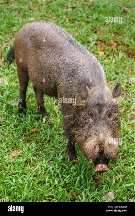 Bornean Bearded Pig In Bako National Park Borneo Malaysia Stock Photo