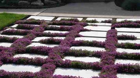How To Plant A Creeping Thyme Lawn Step By Step Guide