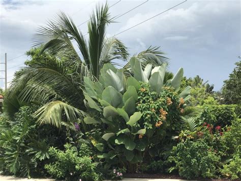 Large Leaf Tropical Plants TROPICAL LOOKING PLANTS Other Than Palms