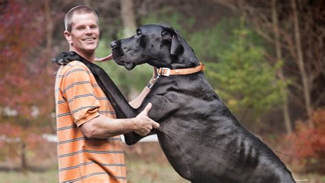 Largest Dog Breed In The World Meet The Guinness Record Holders And