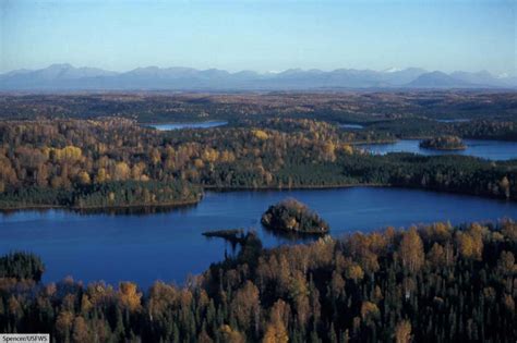 What Is The Taiga Biome Discover Animals And Plants Of The Boreal Forest