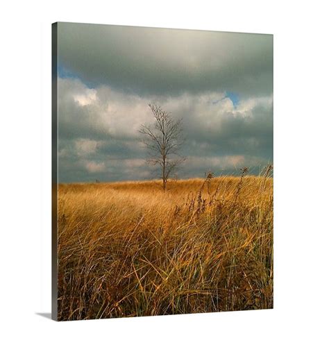 Bare Lone Tree Field Tall Grass Lonely Countryside Fine Art Landscape Photography Rustic