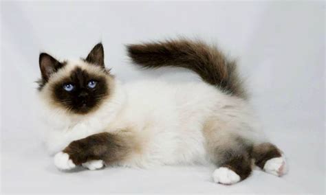 14 Fancy Facts About Birman Сats Page 2 Of 3 Petpress