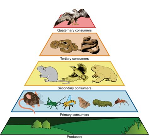 An Example Of An Ecological Pyramid Trophic Level Life Science Food